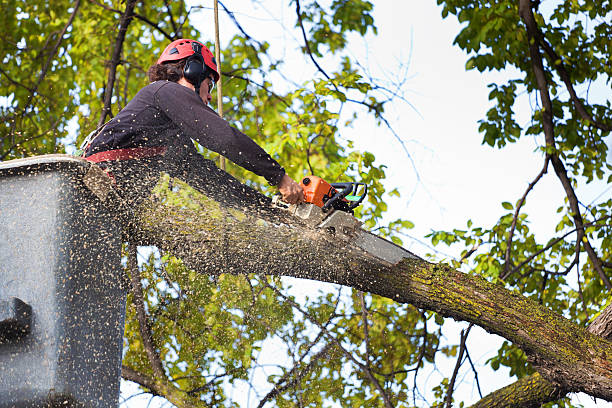 Reliable Big Bass Lake, PA Tree Care Solutions